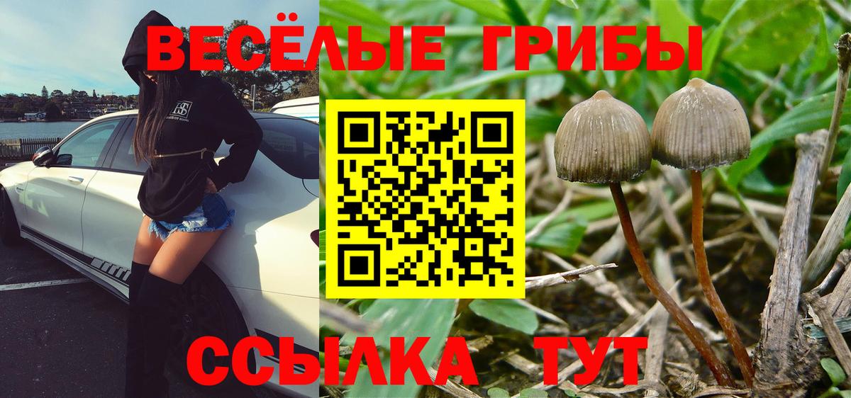 Галлюциногенные грибы Cubensis  Псилоцибиновые грибы мицелий  Вход с VPN  Чебоксары 